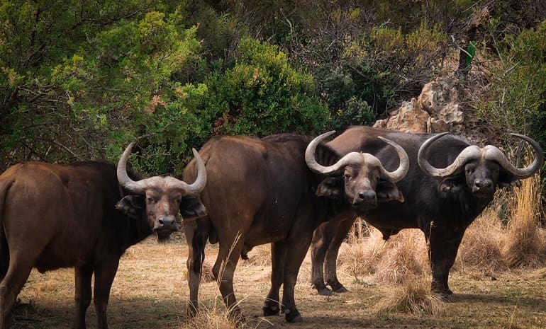 Cape buffalo, shoulders squared and heads up — the frontal presentation the shot-placement conversation was about.