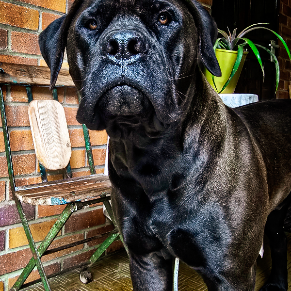 Large black mastiff standing on a brick porch