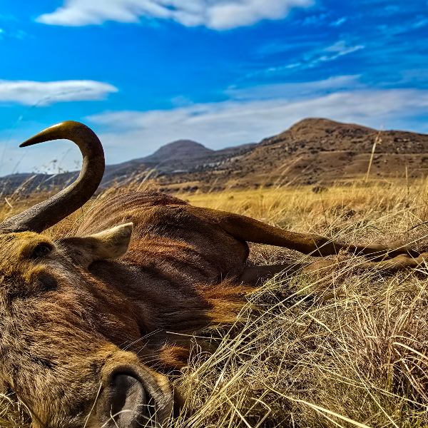 Black wildebeest lying in tall dry grass with hills behind
