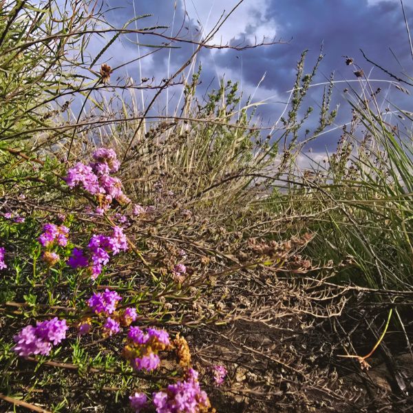 Pink verbena blooming among dry grass under a storm sky