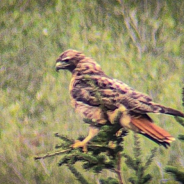 Red-tailed hawk perched at the top of a young spruce